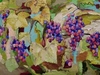 vinogradnik-grape-60x100-c-o-2008